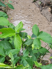 Syngonium podophyllum