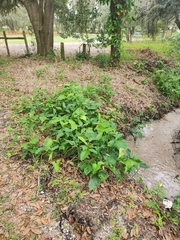 Syngonium podophyllum