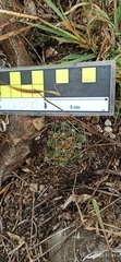 Mammillaria paulii