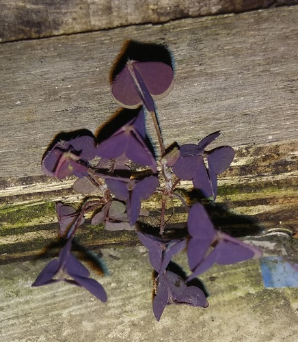 Oxalis triangularis