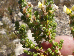 Aspalathus cymbiformis