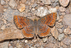 Calephelis arizonensis