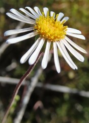 Felicia hyssopifolia