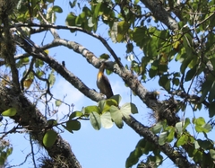 Colaptes campestris campestroides