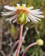 Felicia hyssopifolia