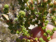Aspalathus cymbiformis