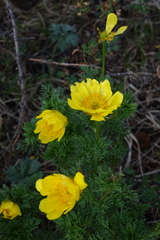 Adonis apennina