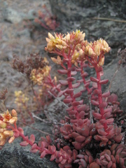 Sedum flavidum