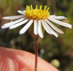 Felicia hyssopifolia
