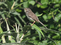 Prinia hypoxantha