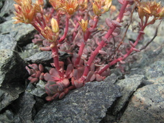 Sedum flavidum
