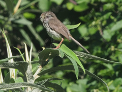 Prinia hypoxantha