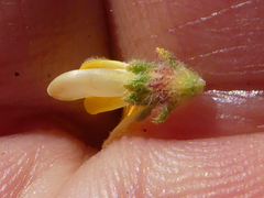 Aspalathus cymbiformis
