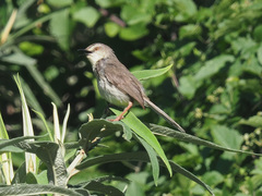 Prinia hypoxantha
