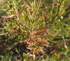 Felicia hyssopifolia