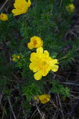 Adonis apennina