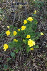 Adonis apennina
