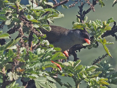 Sylvia nigricapillus