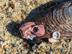 Megabalanus californicus