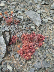 Sedum flavidum