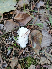 Fuligo septica candida