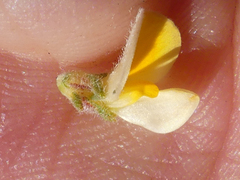 Aspalathus cymbiformis
