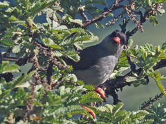 Sylvia nigricapillus