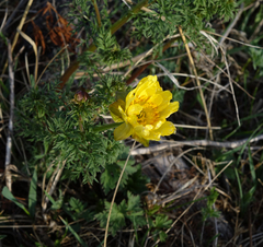 Adonis apennina