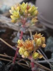 Sedum flavidum