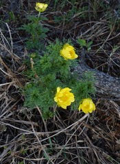 Adonis apennina