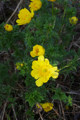 Adonis apennina