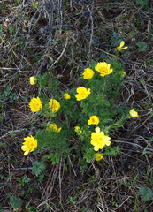 Adonis apennina