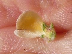 Aspalathus cymbiformis