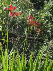 Crocosmia paniculata