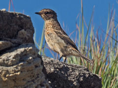 Saxicola torquatus