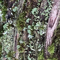 Cladonia digitata