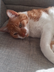 Felis catus