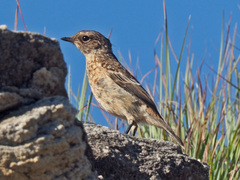 Saxicola torquatus
