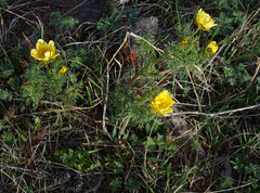 Adonis apennina