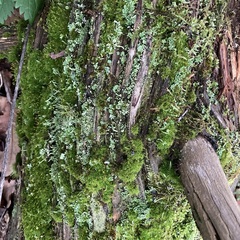 Cladonia digitata