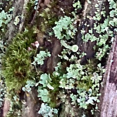 Cladonia digitata