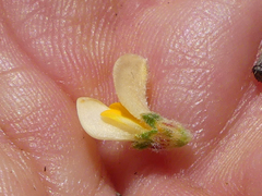 Aspalathus cymbiformis