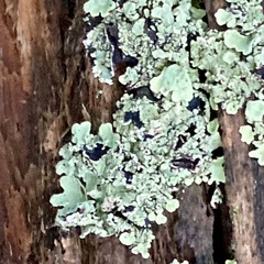 Cladonia digitata