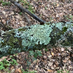 Punctelia jeckeri