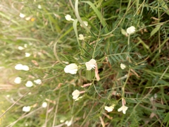 Vicia lutea