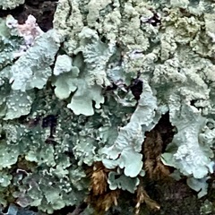 Punctelia jeckeri
