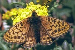 Boloria tritonia