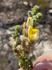 Aspalathus cymbiformis