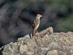 Cisticola lais