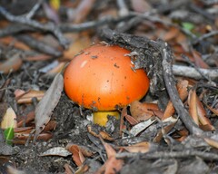 Amanita caesarea